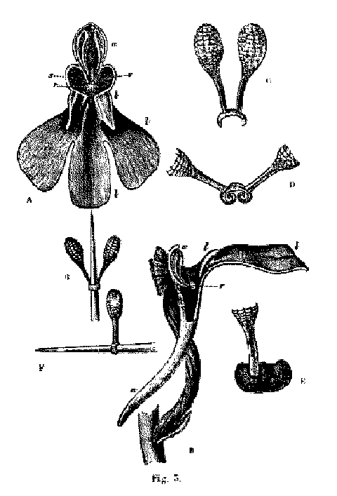 logo orchidees